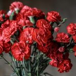 花束を母の日に贈る。カーネーションの色は赤が正解！！