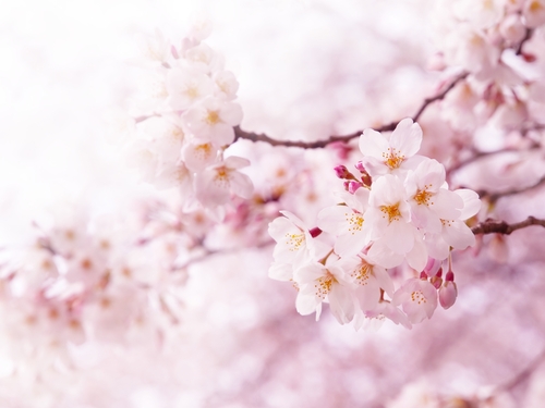 桜 花 木 種類 寿命