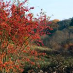 紅葉のきれいな木の種類と名前！美しくない葉と庭に適する苗の低木