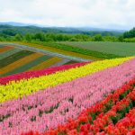 北海道ではシラカンバとハンノキの花粉症は少ないのか、その花粉飛散時期について