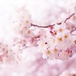 桜の花の木の種類とそれぞれの桜の寿命