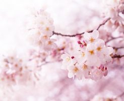 桜 花 木 種類 寿命