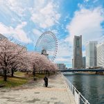 横浜の桜の花見！屋台を楽しむことができる花見のスポット厳選3選
