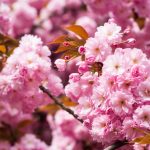 花見の桜の満開の時期は？散るまでの期間は？