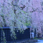 ２０１８年！「鎌倉」おすすめの桜の見所スポット１３選