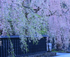 鎌倉 桜